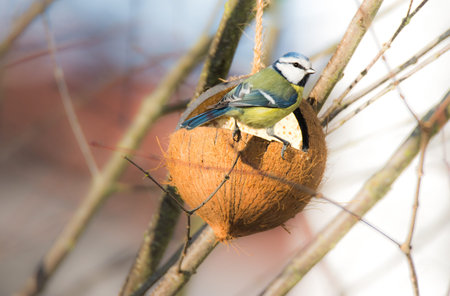 Blue tit bird eating at a coconut filled with fat
