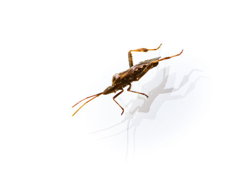 Macro of a brown longhorn beetle with its shadow