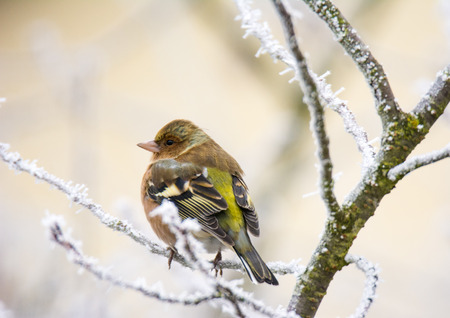 Closeup of a common chaffinch bird sitting on a frosted treeの写真素材