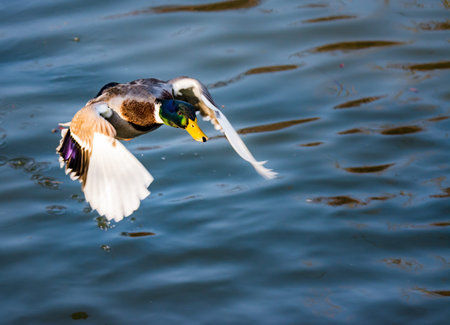 Closeup of a male wild duck flying over the waterの写真素材
