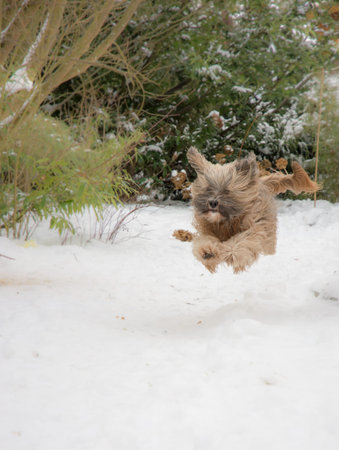 Purebred Tibetan terrier dog running and jumping in the snow.の写真素材