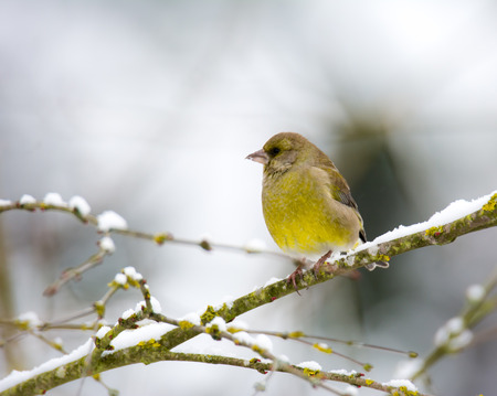Closeup of a European greenfinch bird sitting on the branch of a snow covered treeの写真素材