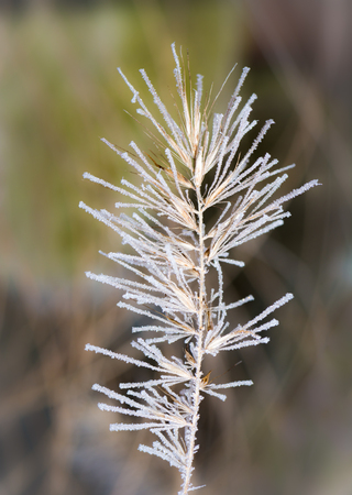 Winter with closeup of a frozen grassの写真素材