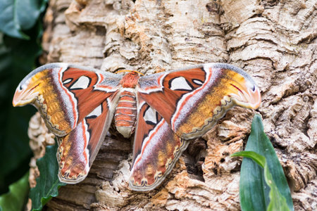 Macro of an Atlas moth (Attacus atlas) sitting on a tree trunk