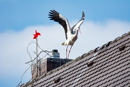 White stork starts flying from the roof of a houseの写真素材