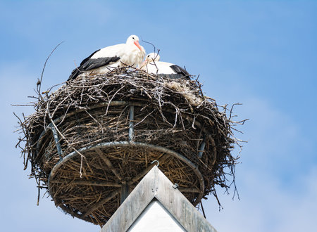 White storks (Ciconia ciconia) in their nest