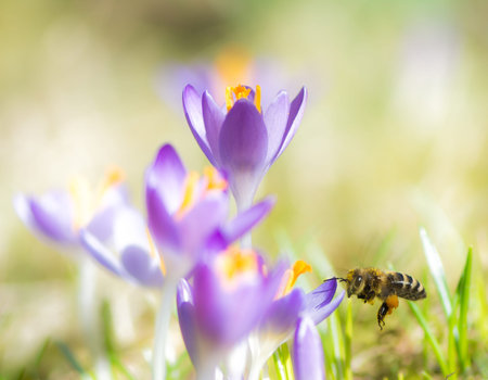 Flying honeybee pollinating a purple crocus flower in springの写真素材