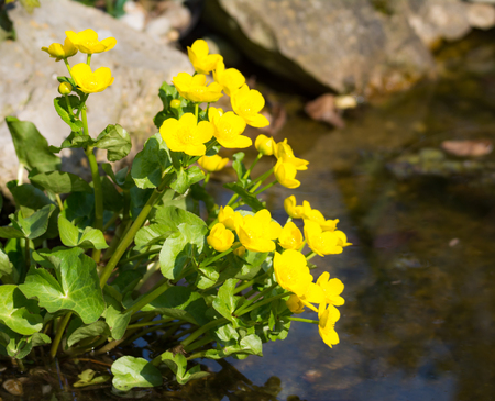 Yellow kingcup flowers at the water of a pondの写真素材