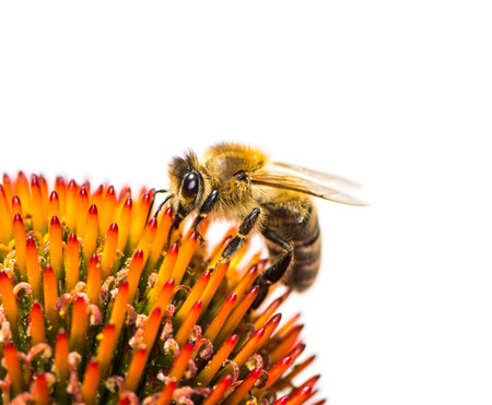 Macro of a bee collecting nectar at a conflower blossom