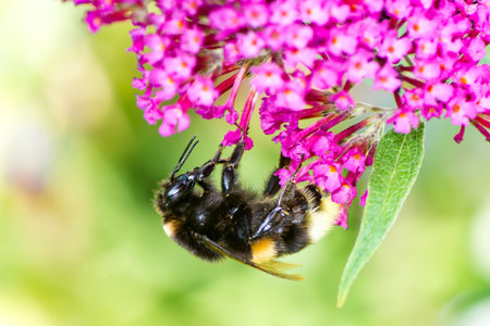 Macro of a bumblebee collecting nectar at a budleja blossom