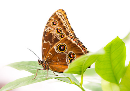Macro of a Tropical Common Morpho butterfly
