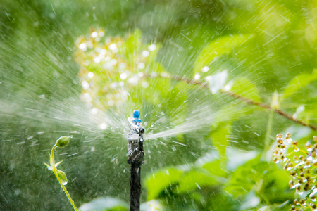 Plant and garden irrigation with an automatic watering systemの写真素材
