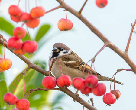 Eurasian tree sparrow sitting in an apple tree with ripe red apples.の写真素材