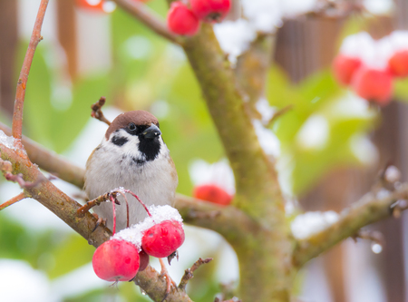 Eurasian tree sparrow sitting in a snow covered apple treeの写真素材