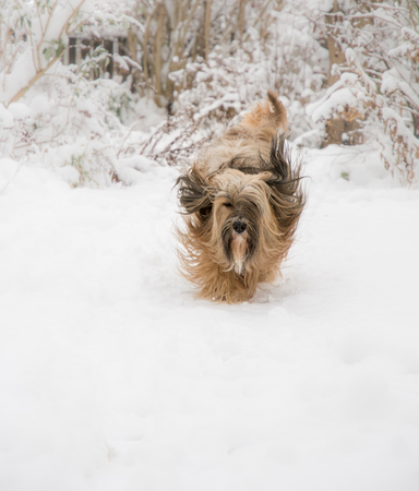 Long-haired Tibetan terrier dog running in the snow.の写真素材