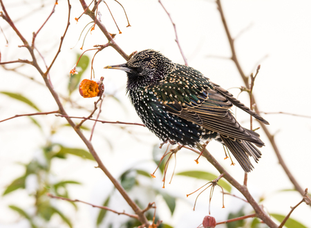 Closeup of a common starling sitting on the branch of a treeの写真素材