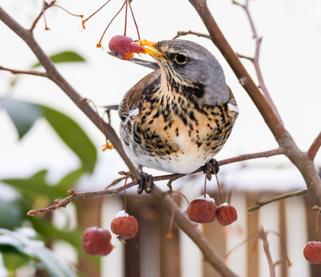 Closeupo of fieldfare bird picking an appleの写真素材