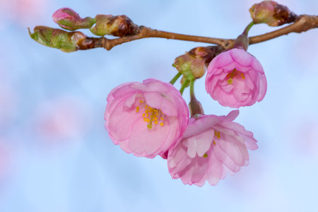 Closeup of beautiful pink cherry blossoms