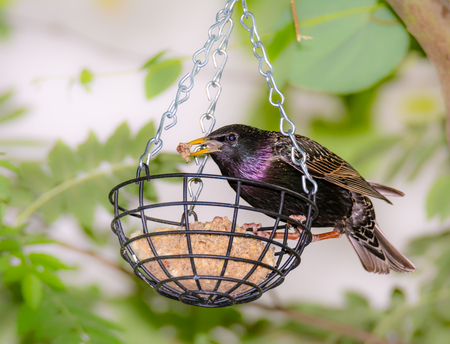 Starling at a bird feeder filled with a fat ballの写真素材