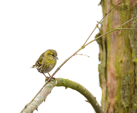 Female black-headed goldfinch (Carduelis spinus) sitting on the branch of a tree