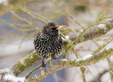 Closeup of a common starling sitting on the branch of a treeの写真素材