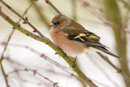 Closeupo of male chaffinch bird sitting on a tree branchの写真素材