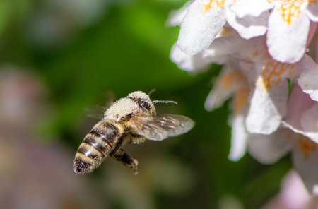 Honeybee flying to white a flower blossom