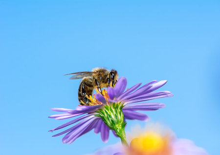 Honeybee collecting nectar on a purple aster flower.
