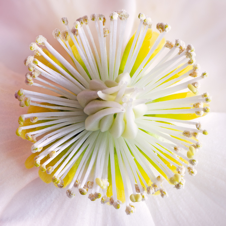 Focus stacked macro of a christmas rose flower blossomの写真素材