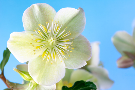 Focus stacked macro of a christmas rose flower blossomの写真素材