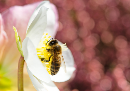 Bee pollinating in the white blossom of a christmas rose flowerの写真素材