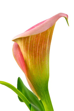 Macro of an isolated blossom of an aurum lilly flowerの写真素材