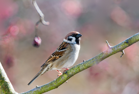 Closeup of an Eurasian Tree Sparrow sitting on a twigの写真素材