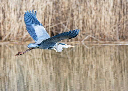 Flying grey heron bird with open wingsの写真素材