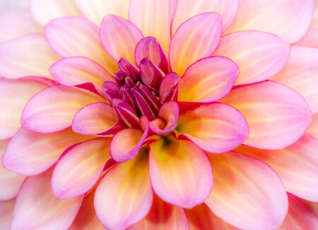 Macro of an abstact natural flower background with a dahlia blossomの写真素材
