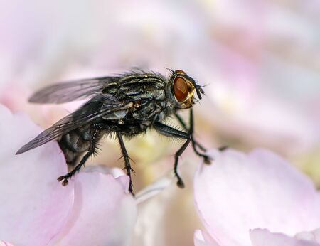 Macro of a fly sitting on a blossomの写真素材