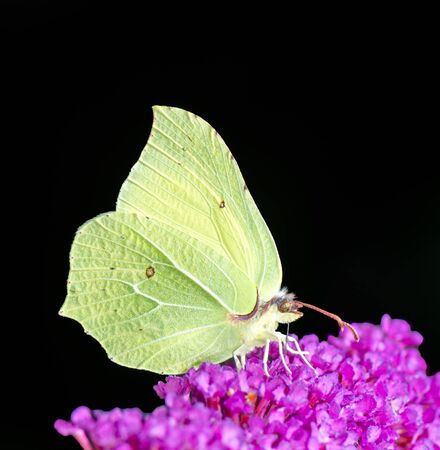 Brimstone butterfly on the blossoms of a buddleia bushの写真素材
