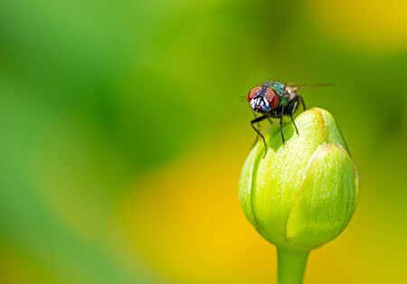 Macro of a fly sitting on a blossomの写真素材