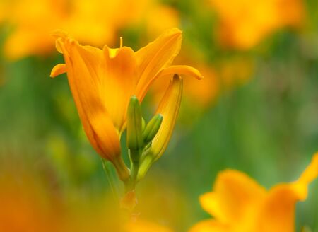 Closeup of an orange campsis flower blossom with shallow depth of fieldの写真素材