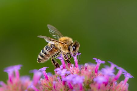 Macro of a bee pollinating on a flower blossomの写真素材