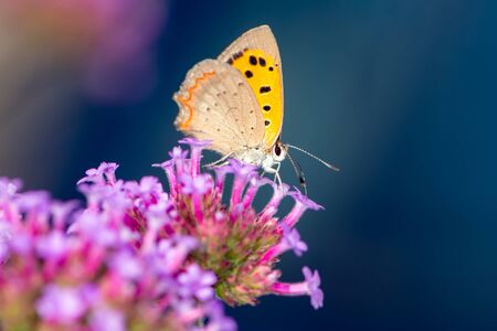 Macro of a common copper butterfly (Lycaena phlaeas) collecting nectar on a flowerの写真素材