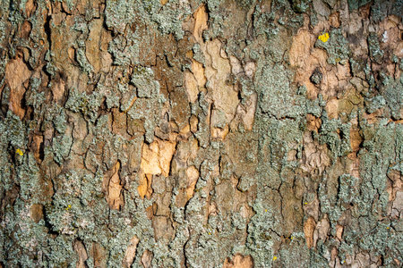 Closeup of an abstract natural background with lichen on a tree barkの写真素材
