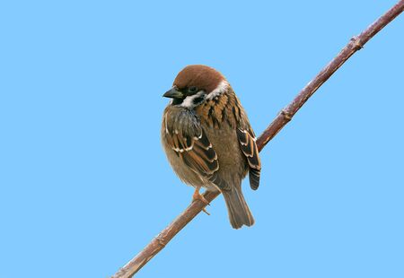 Closeup of an Eurasian tree sparrow (passer montanus)  sitting on a twigの写真素材