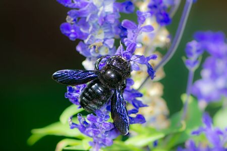 Macro of a violet carpenter bee (xylocopa violacea) collecting nectarの写真素材