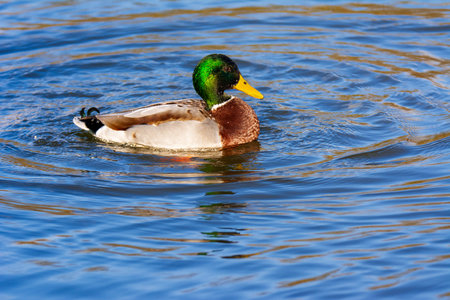 Male wild duck (Anas platyrhynchos) swimming in the waterの写真素材