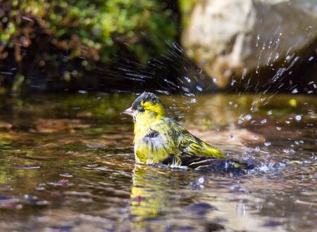 Closeup of a male siskin bird taking a bath in the pondの写真素材