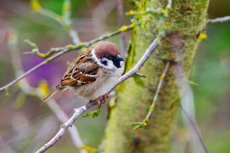 Closeup of a sparrow bird sitting on the brach of a tree