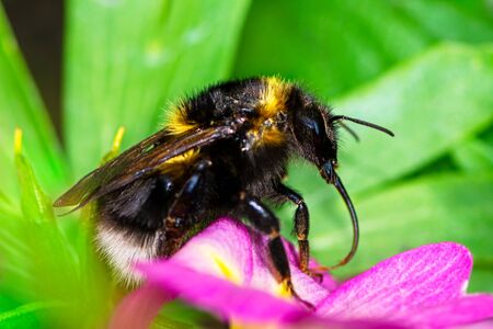 Macro of a Northern white-tailed bumblebee (Bombus magnus)の写真素材