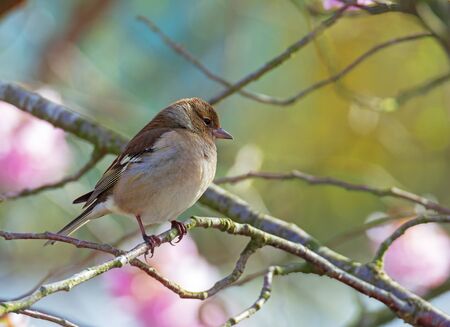 Female common chaffinch (Fringilla coelebs) sitting on the twig of a treeの写真素材