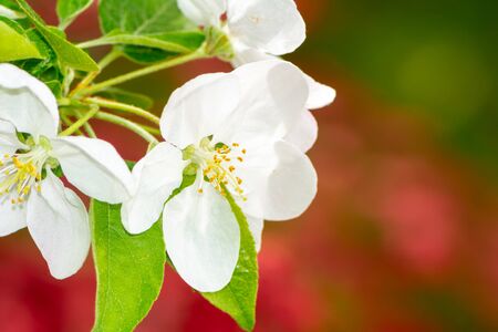 Spring time - flowering apple tree with white blossoms.の写真素材